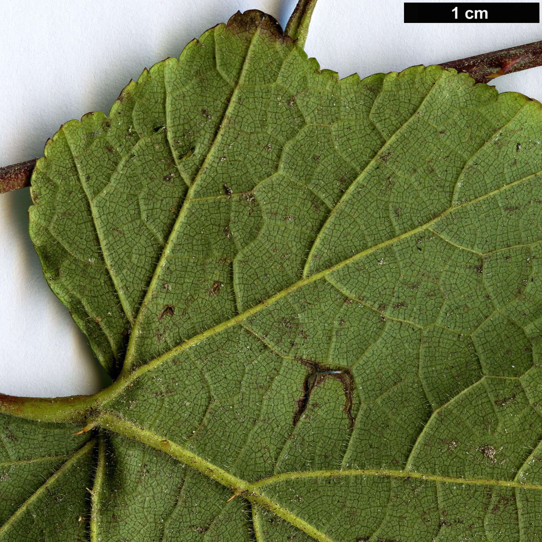 High resolution image: Family: Rosaceae - Genus: Rubus - Taxon: lambertianus - SpeciesSub: var. paykouangensis